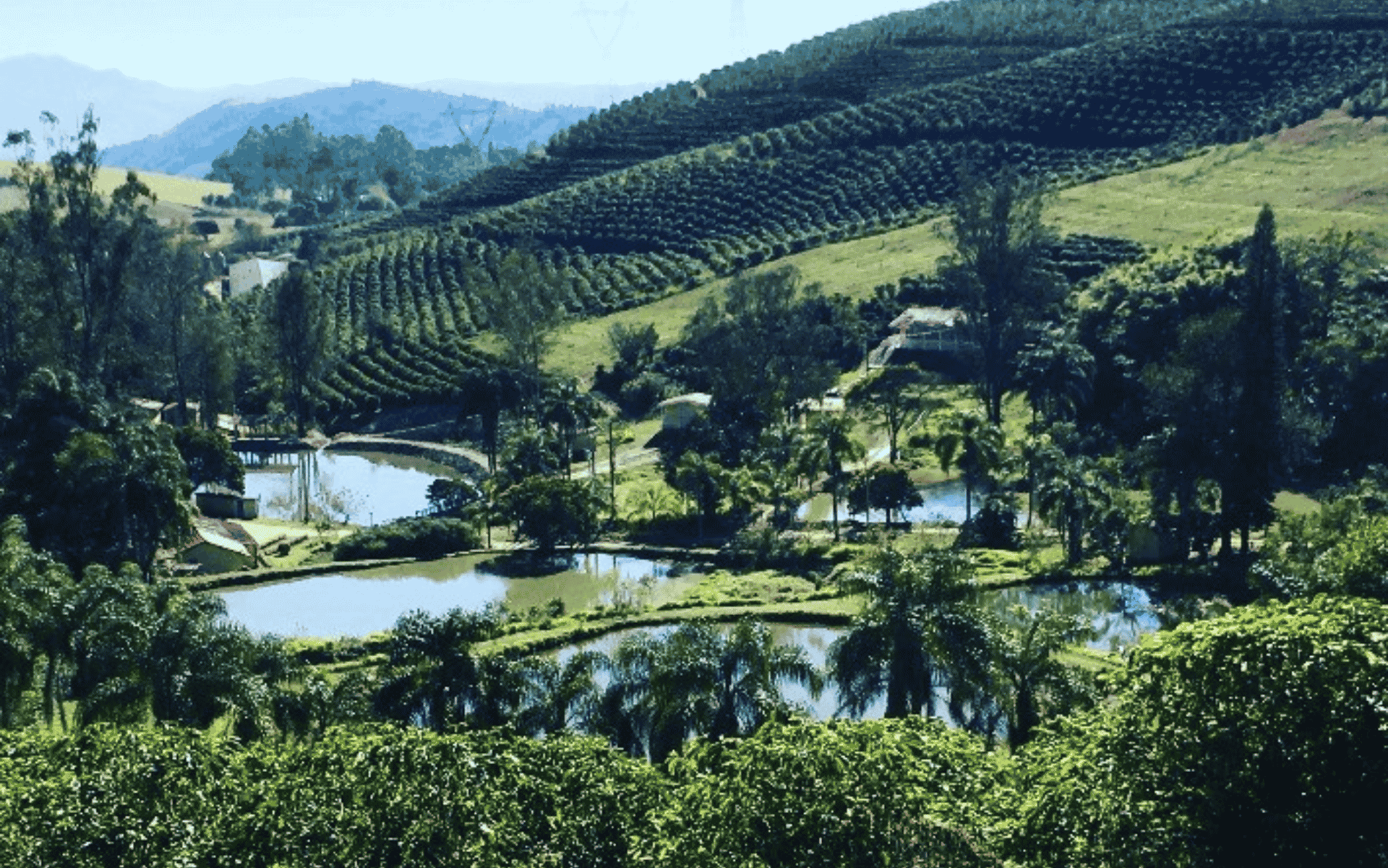 Cafés do Circuito das Águas Paulista: IG, agricultura familiar e doçura natural no interior de SP