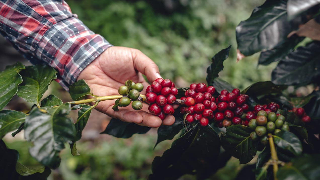 Veja as maiores regiões produtoras de café no Brasil