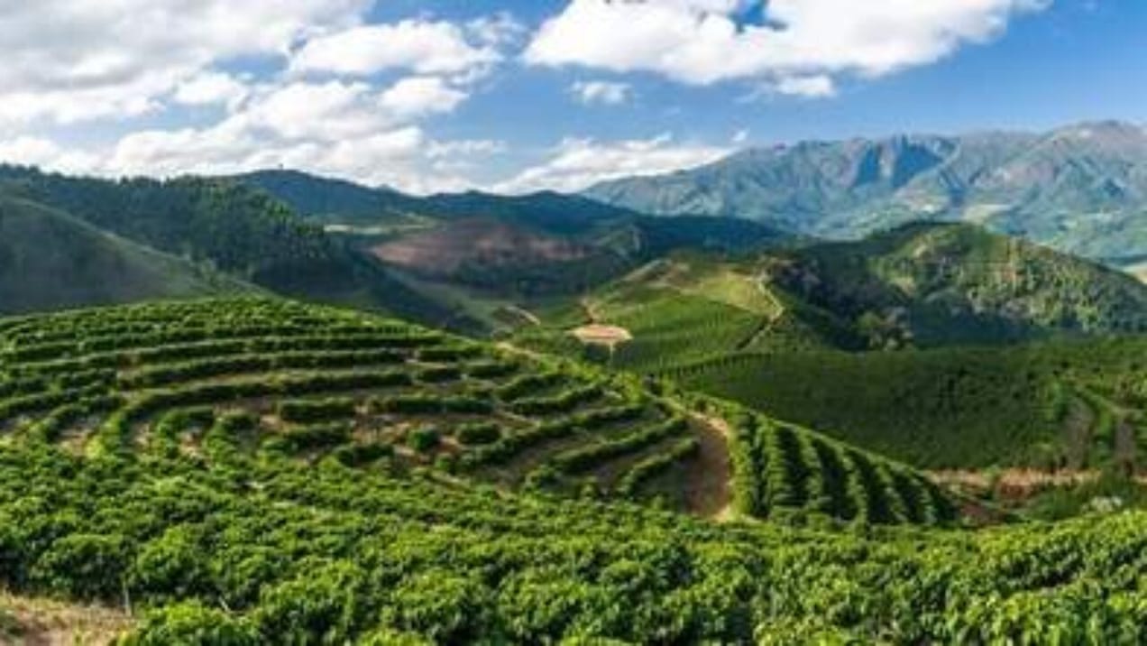 Caparaó: o paraíso dos cafés especiais que todo coffee lover precisa conhecer!