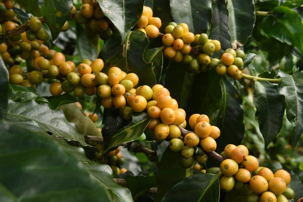 Bourbon Amarelo: o clássico dos cafés especiais com alma brasileira