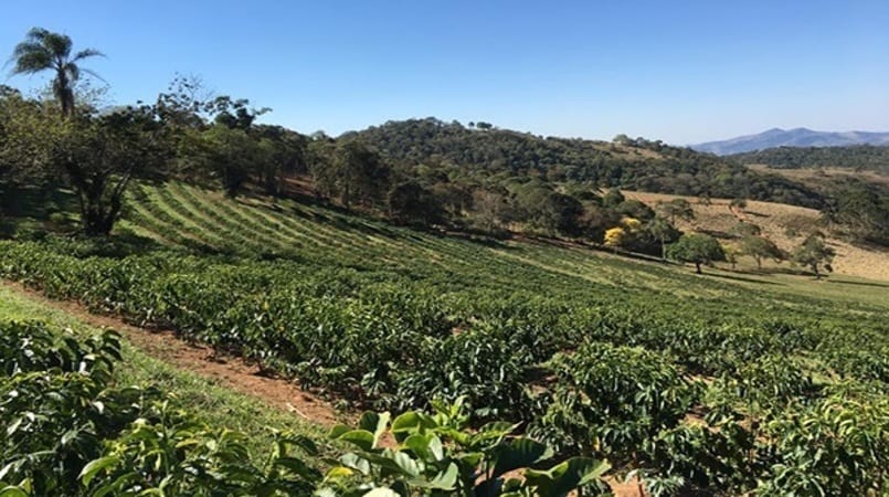 Conheça a Mantiqueira de Minas: cafés especiais com sotaque das montanhas mineiras