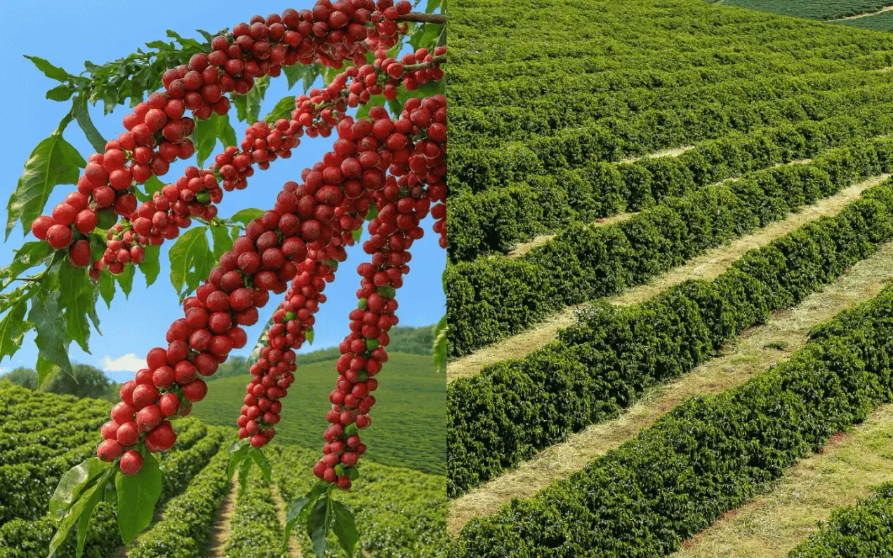 Matas de Rondônia e Chapada Diamantina: entenda o contraste cafeeiro e veja a comparação entre os cafés