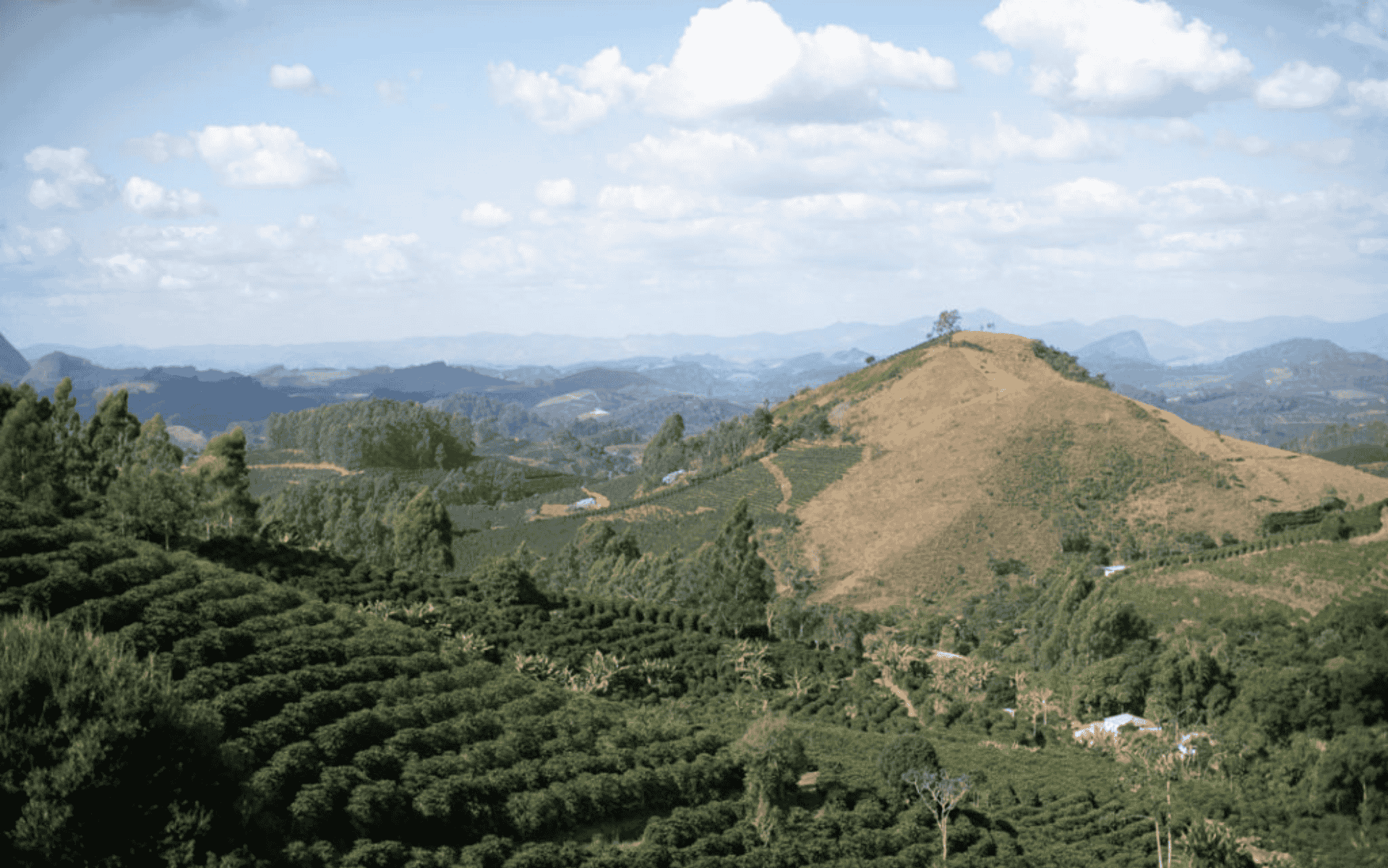 Café das Montanhas do Espírito Santo: o Arábica de altura e tradição