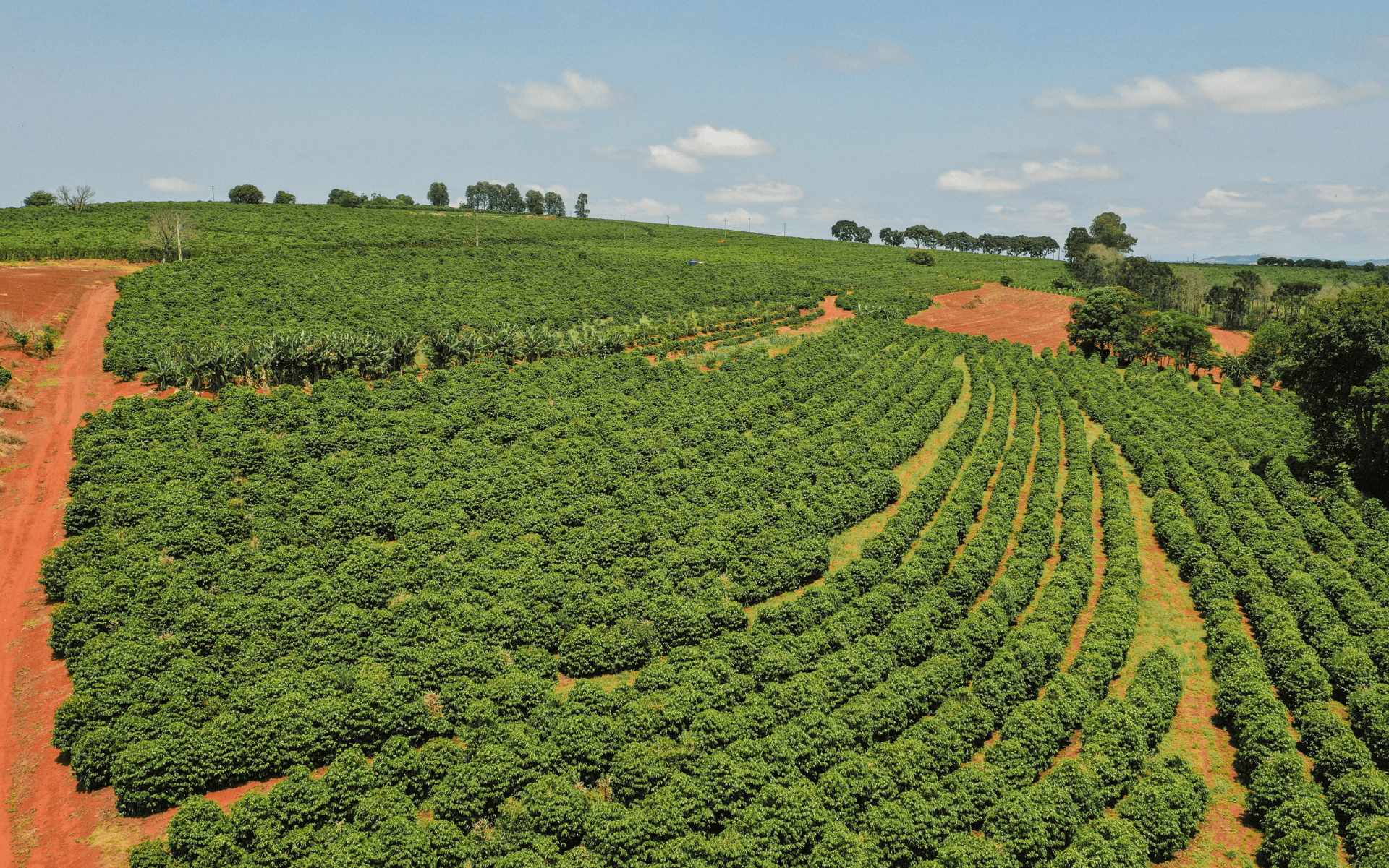Cafés do Norte Pioneiro do Paraná: IG, sabor, tradição e terroir único