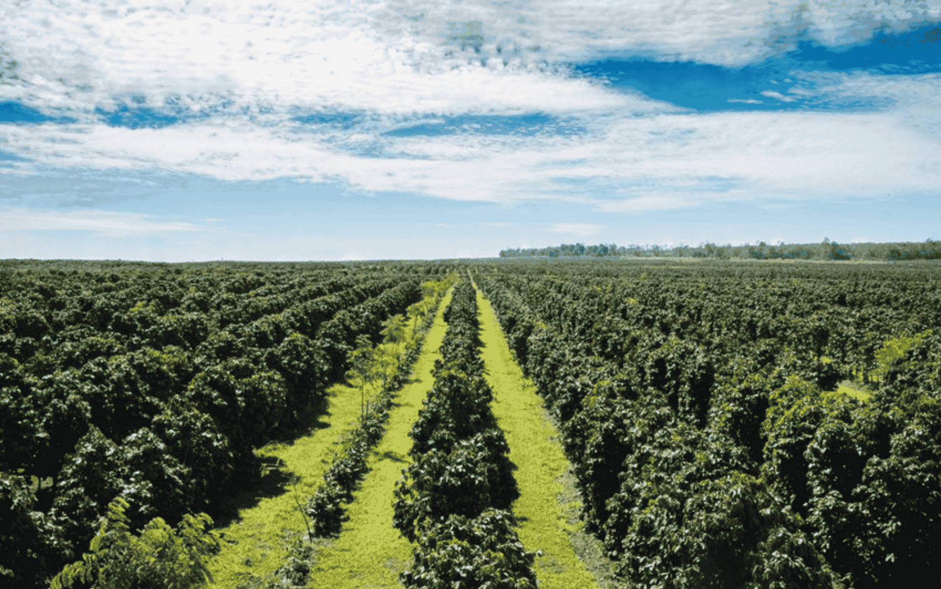 Cafés do Planalto da Bahia: altitude, tradição e perfis sensoriais marcantes
