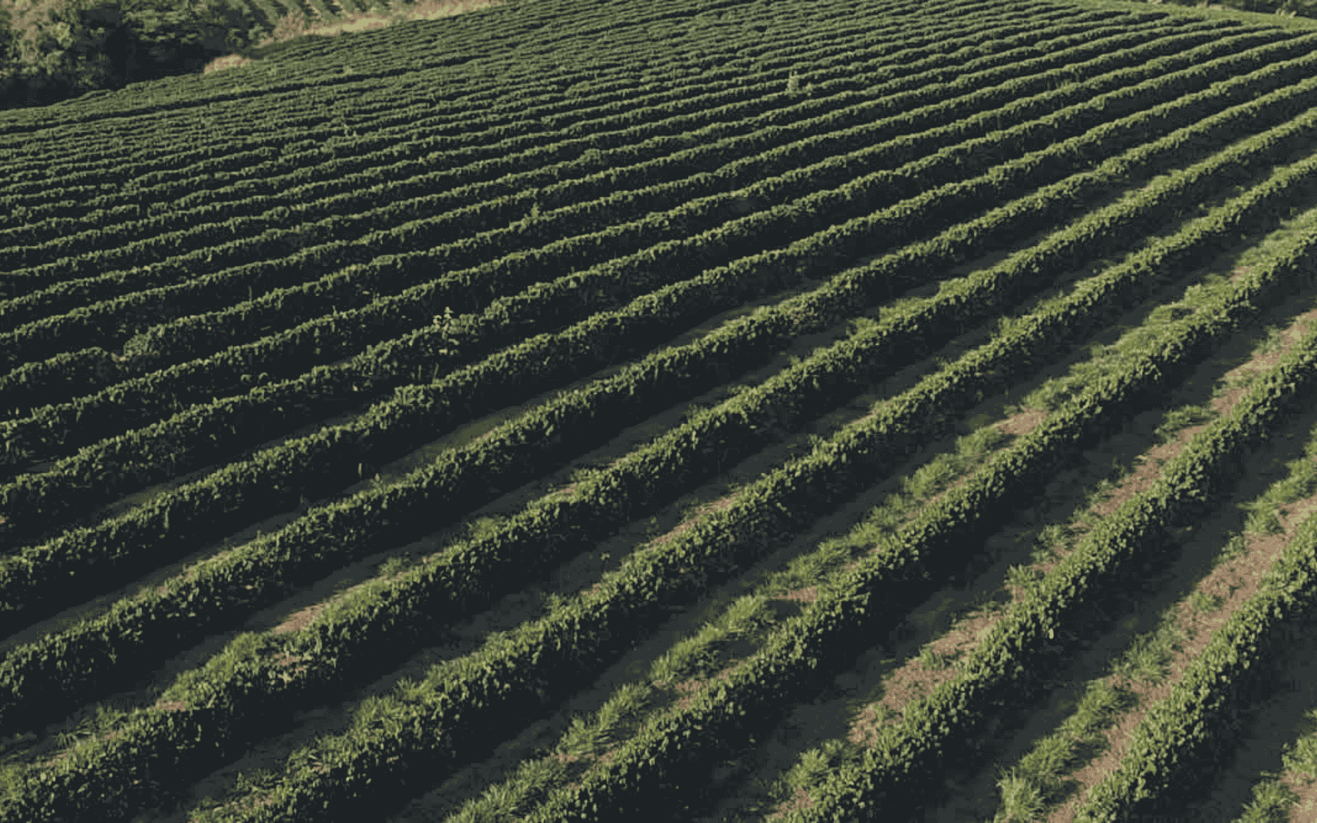 Cafés dos Campos das Vertentes: IG, agricultura familiar e turismo cafeeiro no centro-sul de MG