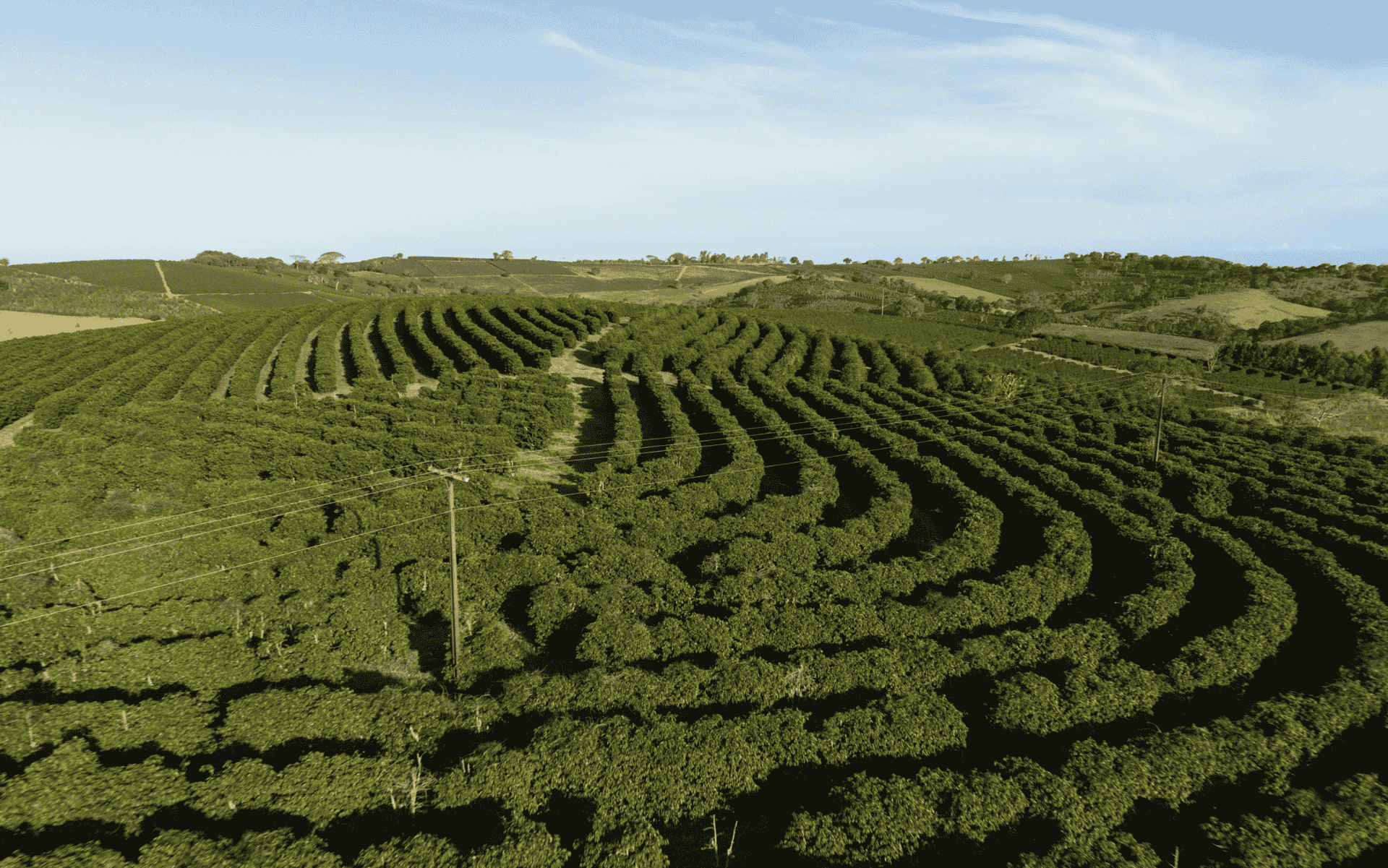 Qualidade do café do Sudoeste de Minas: Comparação com outros grãos brasileiros