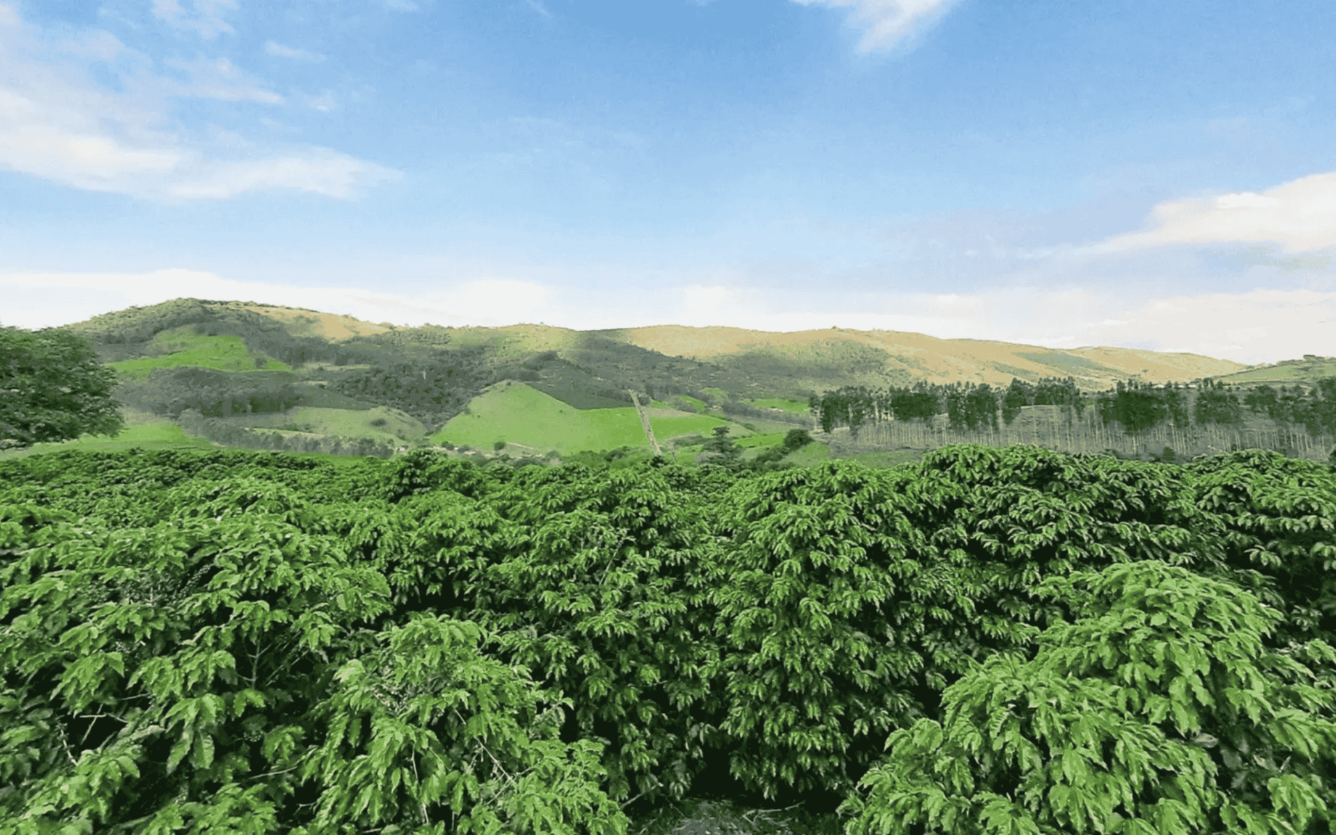 Tudo sobre a região IG Vale da Grama (SP)