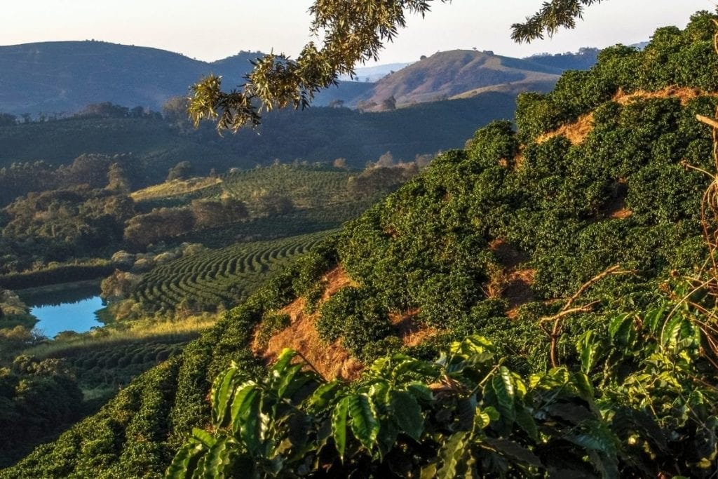 Sul de Minas: uma das principais regiões produtoras de café no Brasil