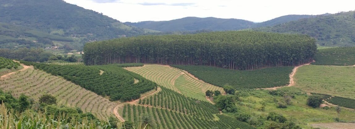 Conheça a Região do Pinhal e seus cafés