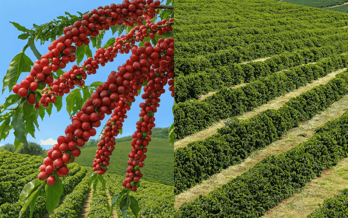 Matas de Rondônia e Chapada Diamantina: entenda o contraste cafeeiro e veja a comparação entre os cafés