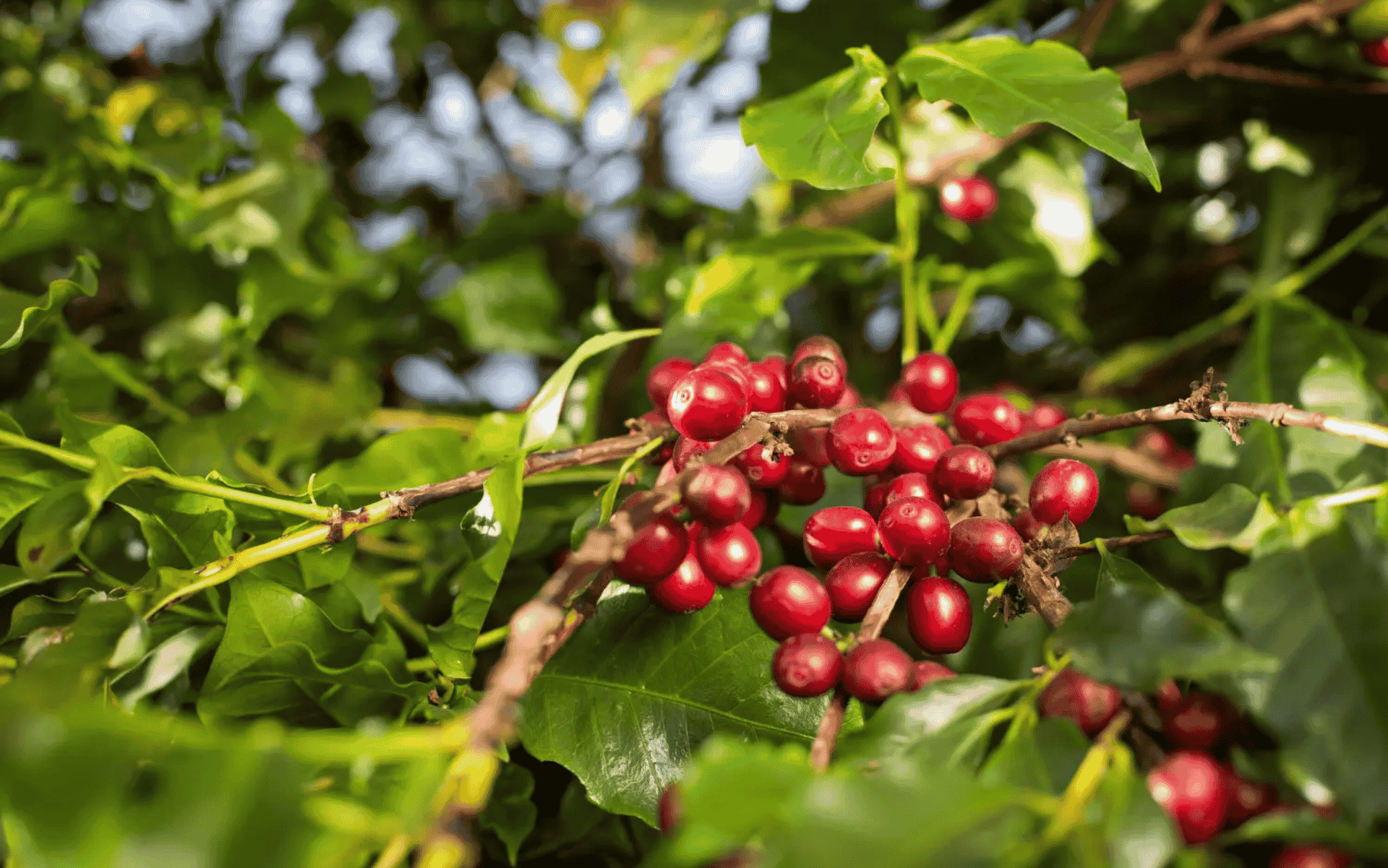Regiões IG: Tudo sobre a Região de Garça (SP)