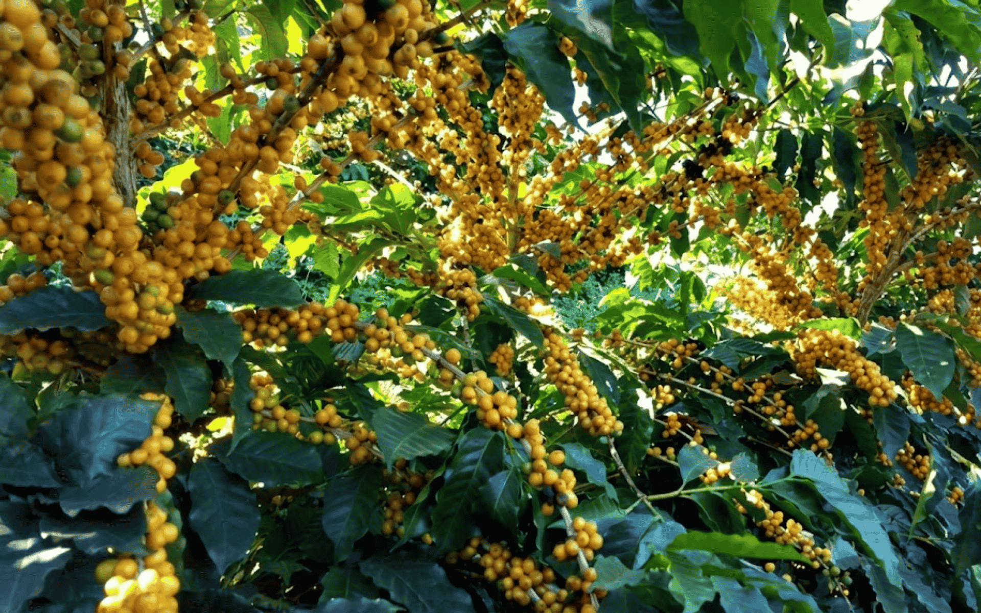 Café Arara: perfil sensorial, origem e por que ele se destaca entre os cafés especiais