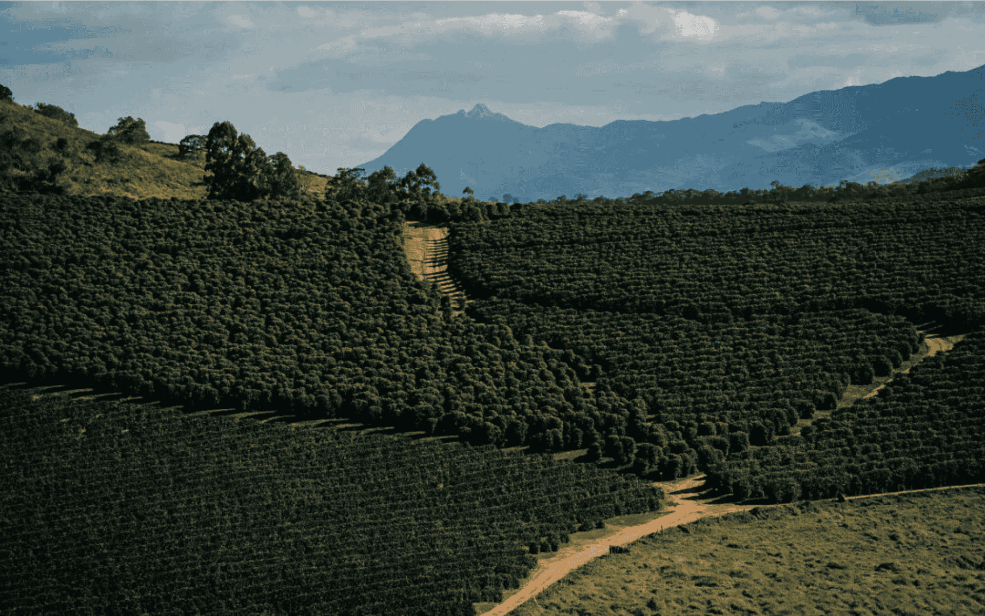 Região vulcânica do café brasileiro: como o terroir influencia o sabor e a qualidade dos grãos