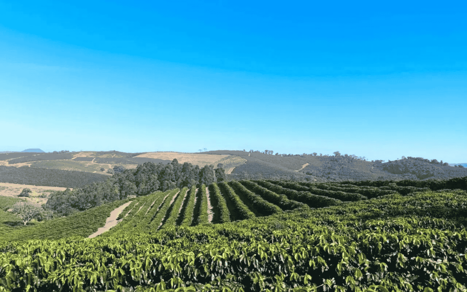 Guaxupé: Conheça a premiada região produtora de café do Sudoeste de Minas