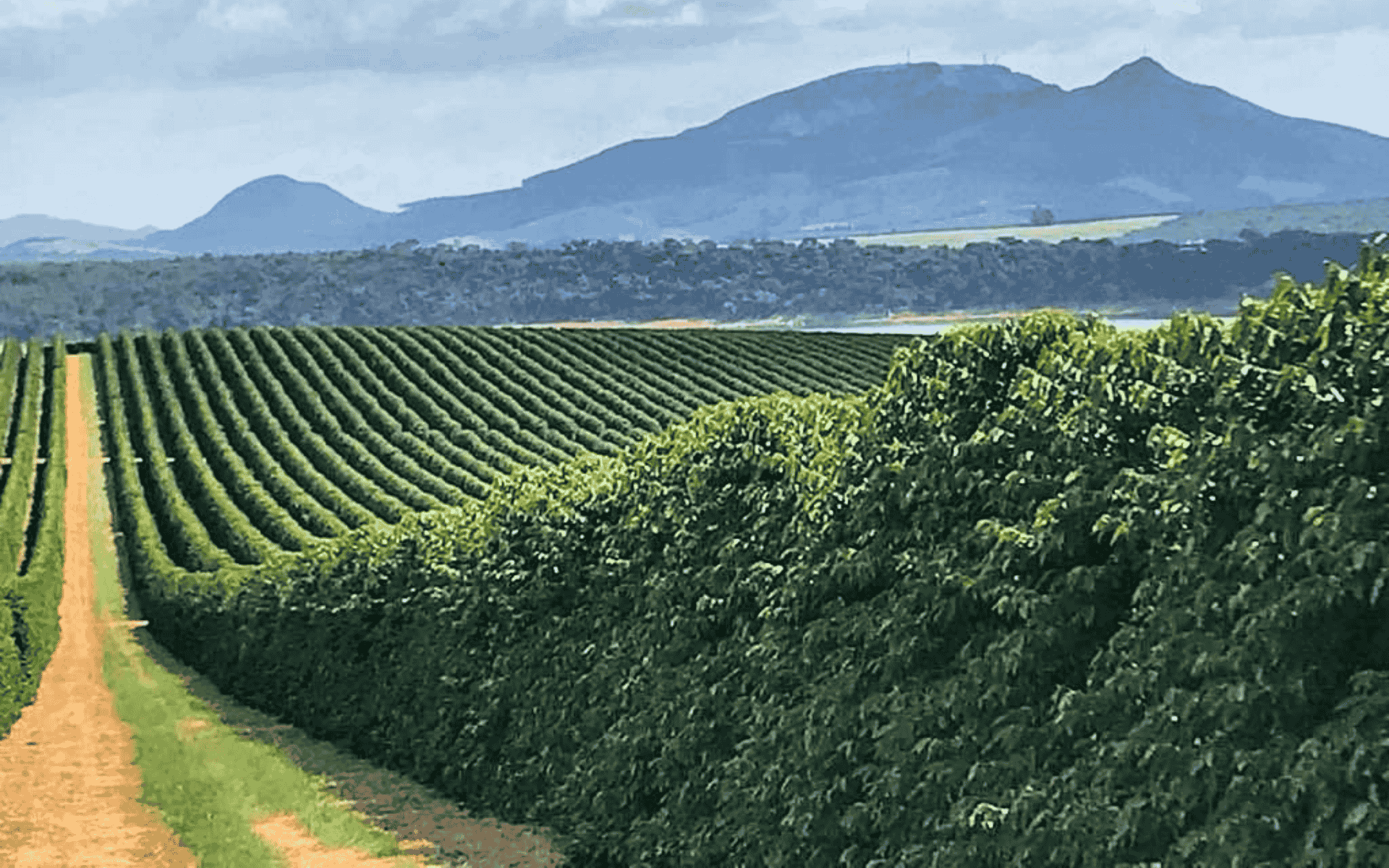Carmo do Rio Claro: Conhecendo a premiada região produtora de café do Sudoeste de Minas