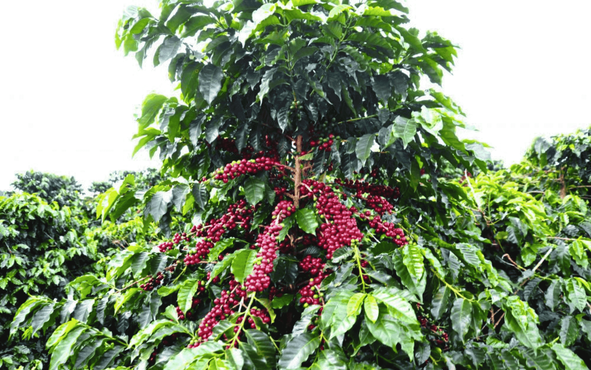 São Sebastião do Paraíso: Conheça a região produtora de café do Sudoeste de Minas