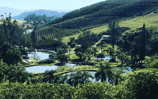 Cafés do Circuito das Águas Paulista: IG, agricultura familiar e doçura natural no interior de SP