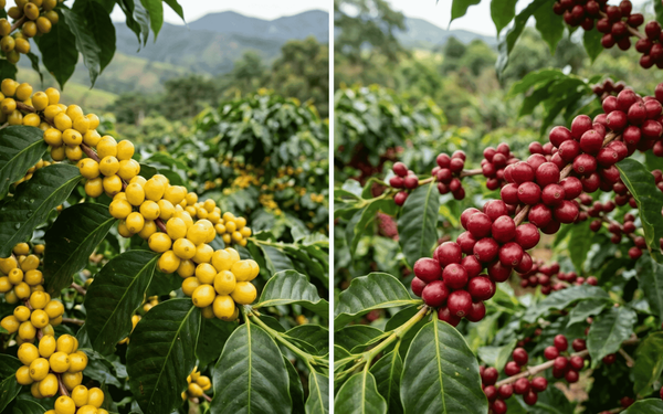 Catucaí: conheça a doçura licorosa e a versatilidade do grão que conquistou o Brasil